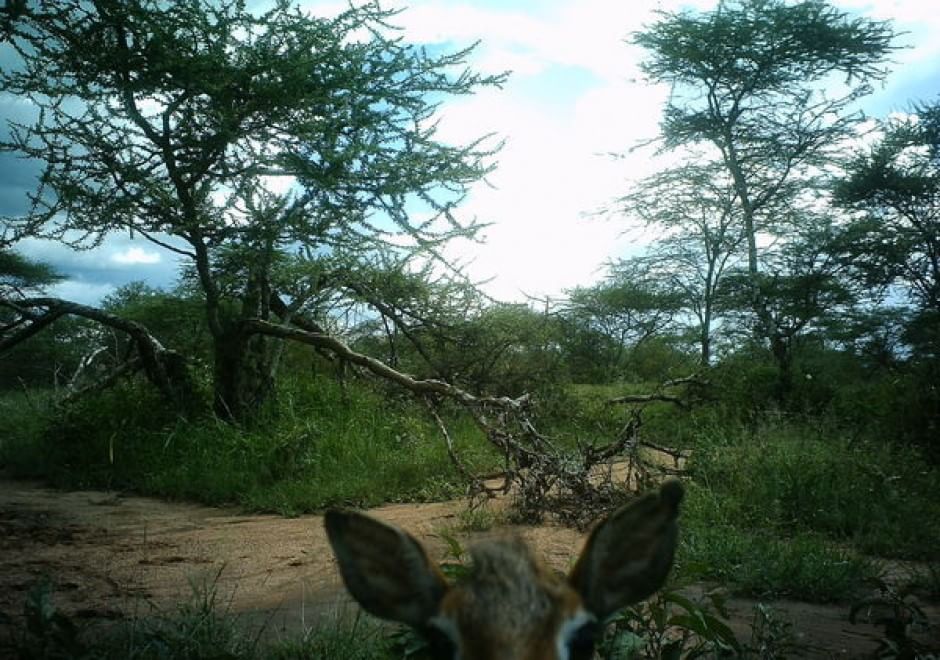 Obiettivo sulla savana: i selfie rubati degli animali