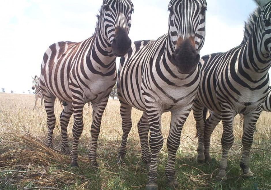 Obiettivo sulla savana: i selfie rubati degli animali
