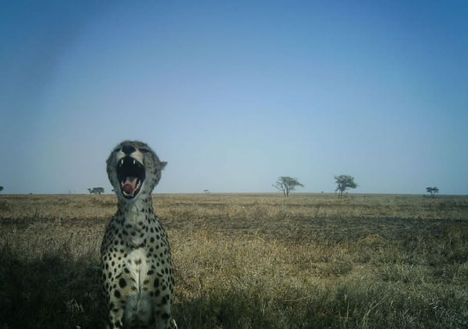 Obiettivo sulla savana: i selfie rubati degli animali