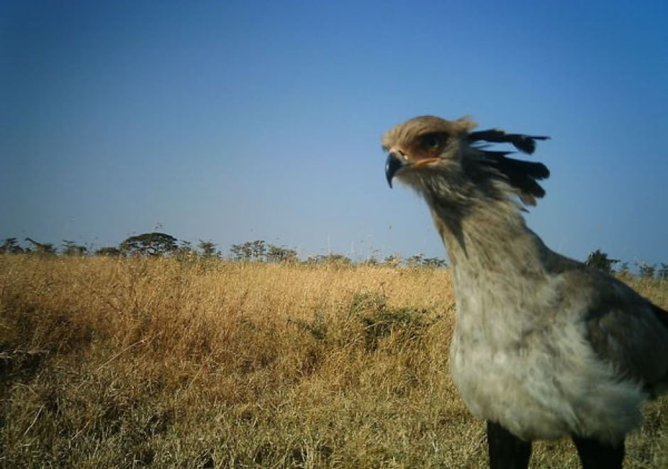 Obiettivo sulla savana: i selfie rubati degli animali