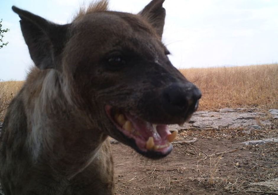 Obiettivo sulla savana: i selfie rubati degli animali