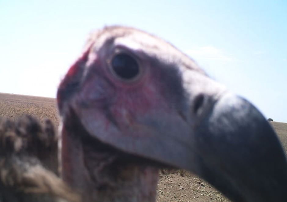 Obiettivo sulla savana: i selfie rubati degli animali