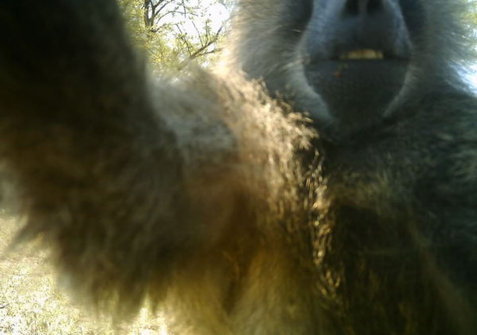 Obiettivo sulla savana: i selfie rubati degli animali