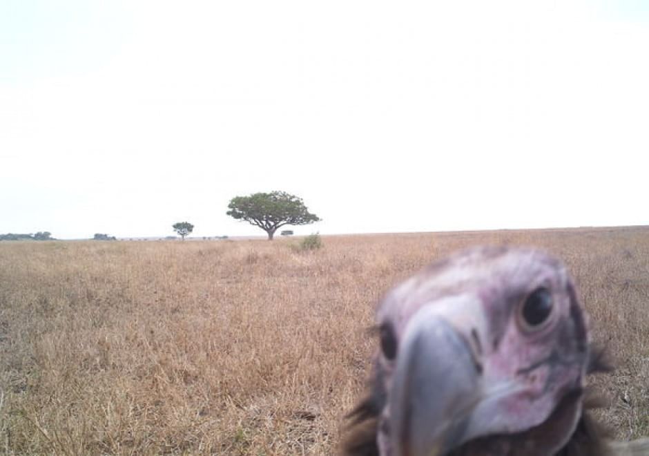 Obiettivo sulla savana: i selfie rubati degli animali