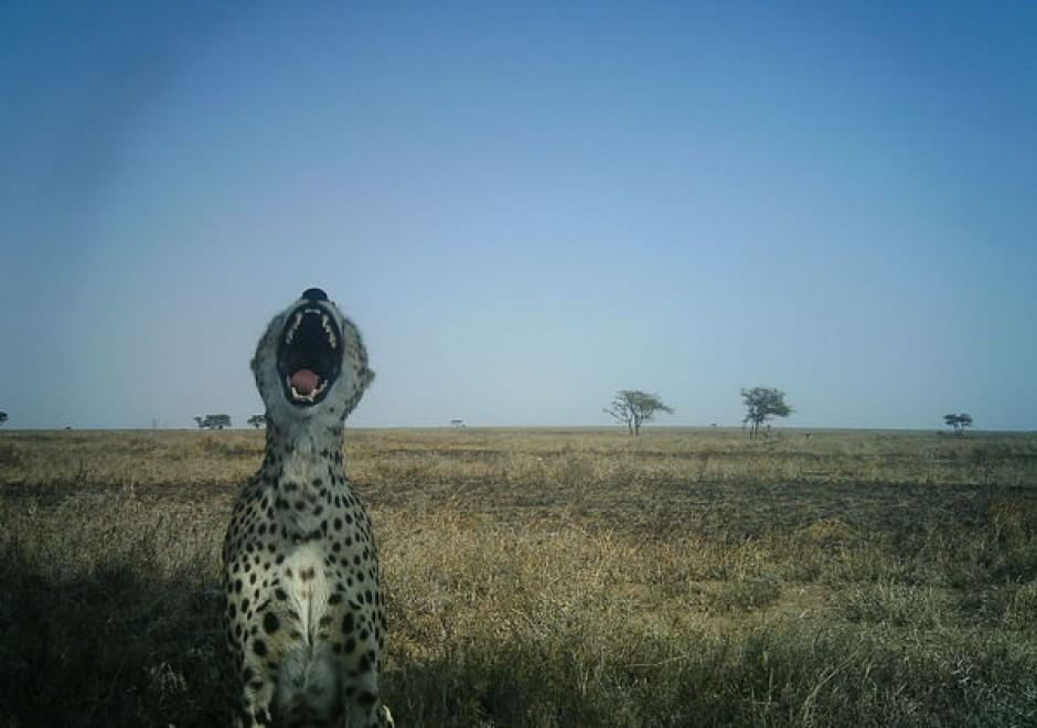 Obiettivo sulla savana: i selfie rubati degli animali