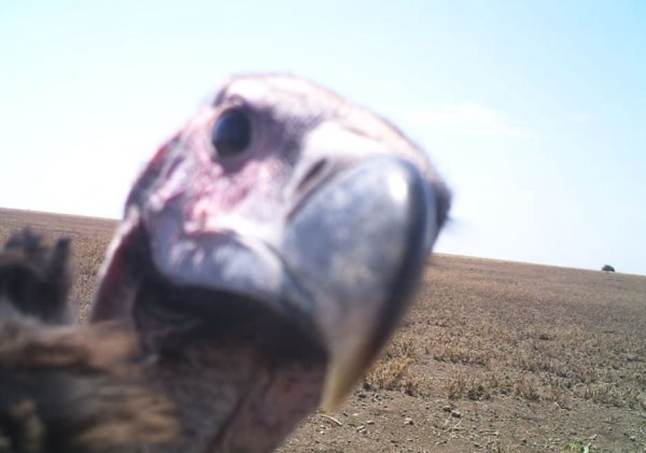 Obiettivo sulla savana: i selfie rubati degli animali