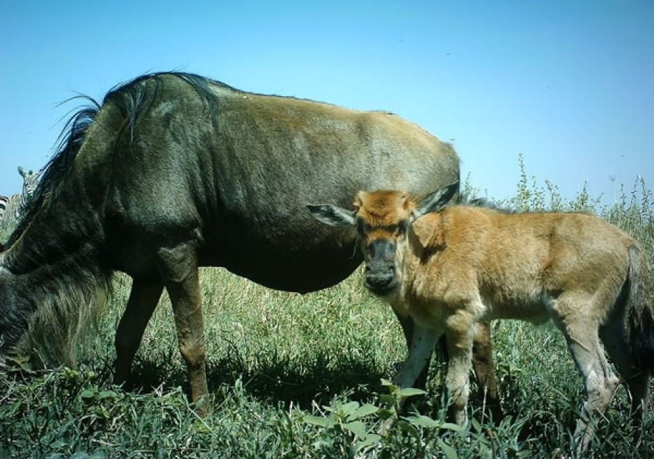 Obiettivo sulla savana: i selfie rubati degli animali