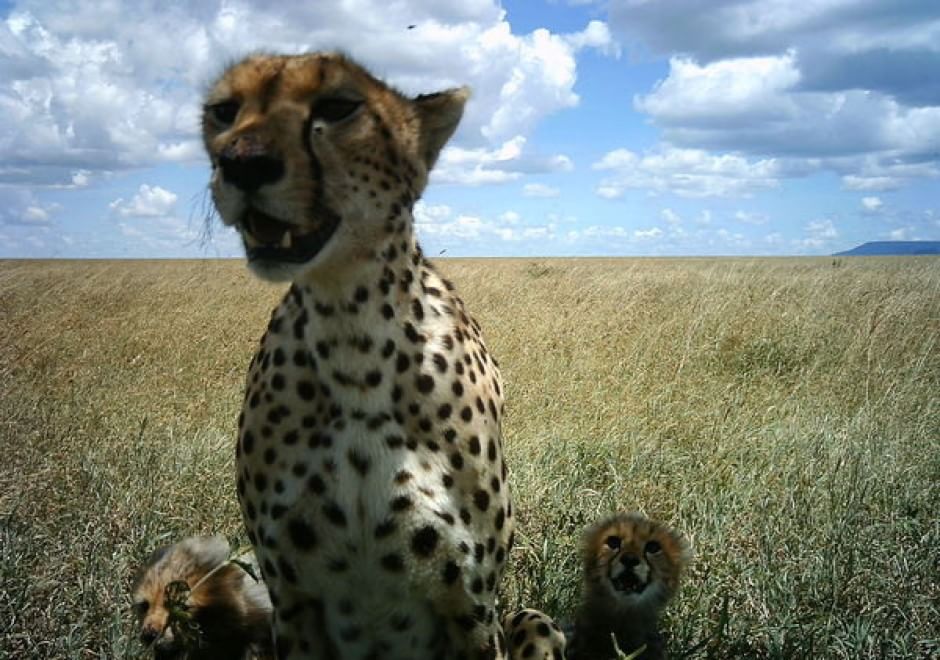 Obiettivo sulla savana: i selfie rubati degli animali