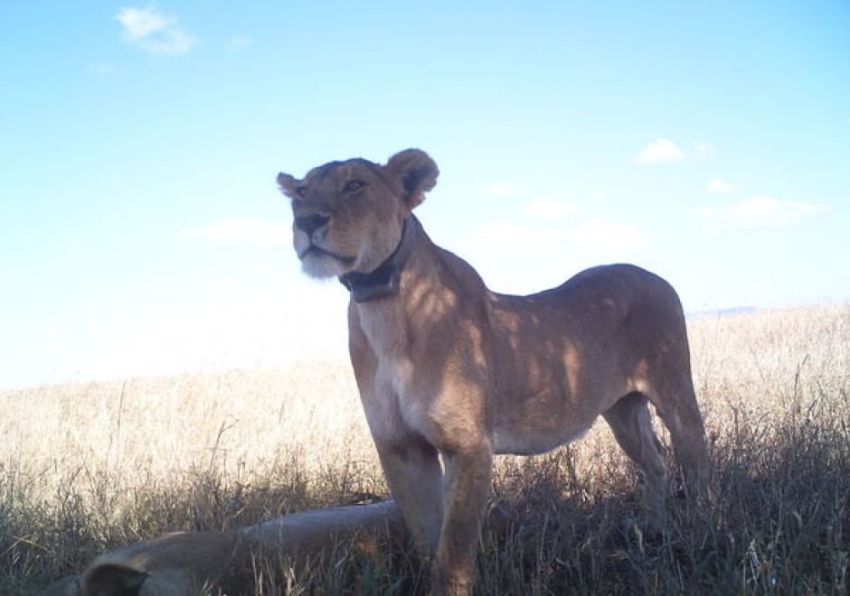 Obiettivo sulla savana: i selfie rubati degli animali