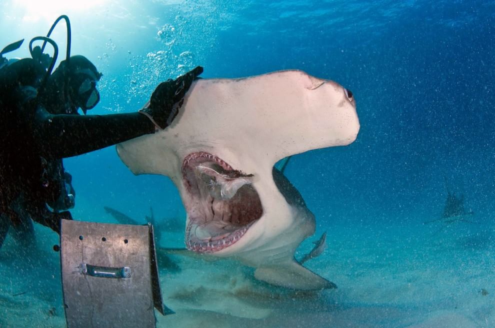 Un pasto con il sub: lo squalo martello mangia con lui