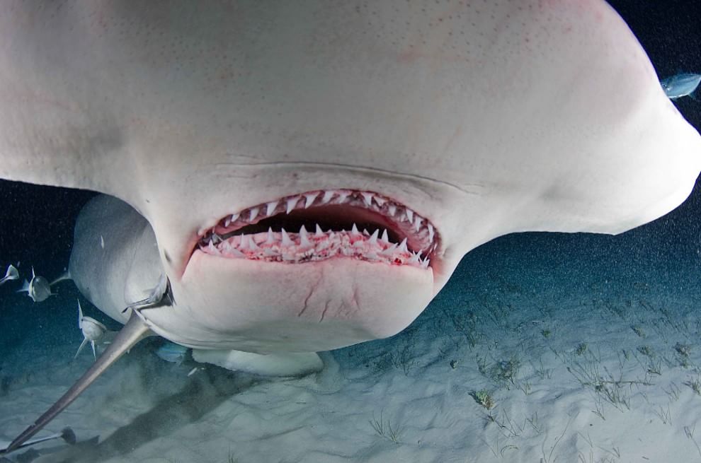Un pasto con il sub: lo squalo martello mangia con lui