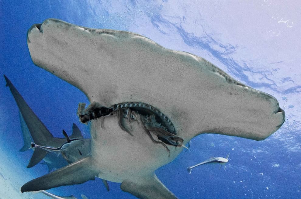 Un pasto con il sub: lo squalo martello mangia con lui