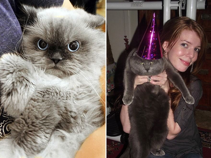 Baci e abbracci: quando il gatto non gradisce