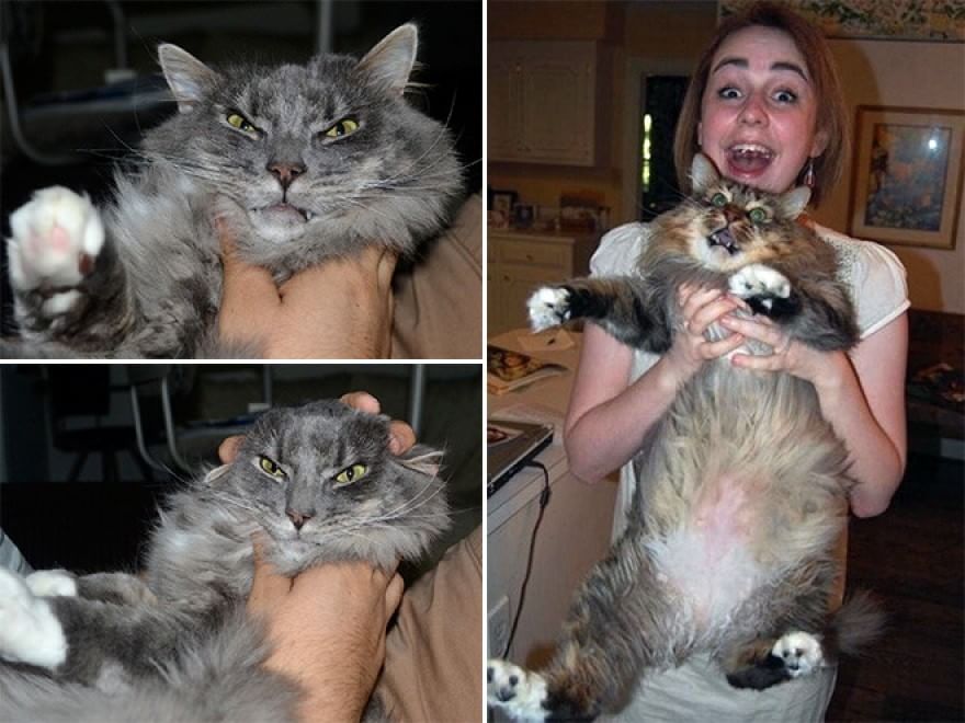 Baci e abbracci: quando il gatto non gradisce