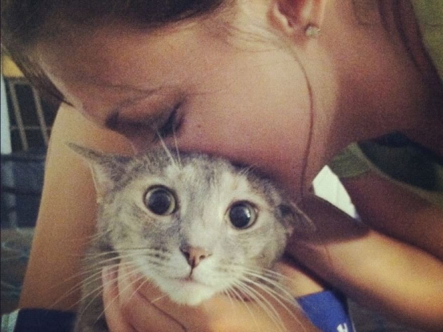 Baci e abbracci: quando il gatto non gradisce