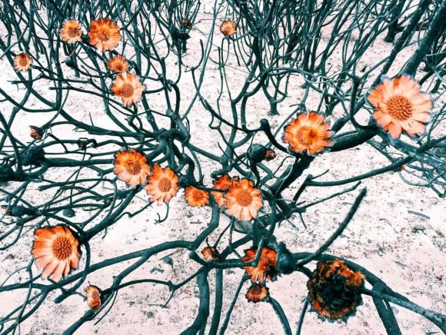 Iphone Photography Awards, ecco le foto più belle