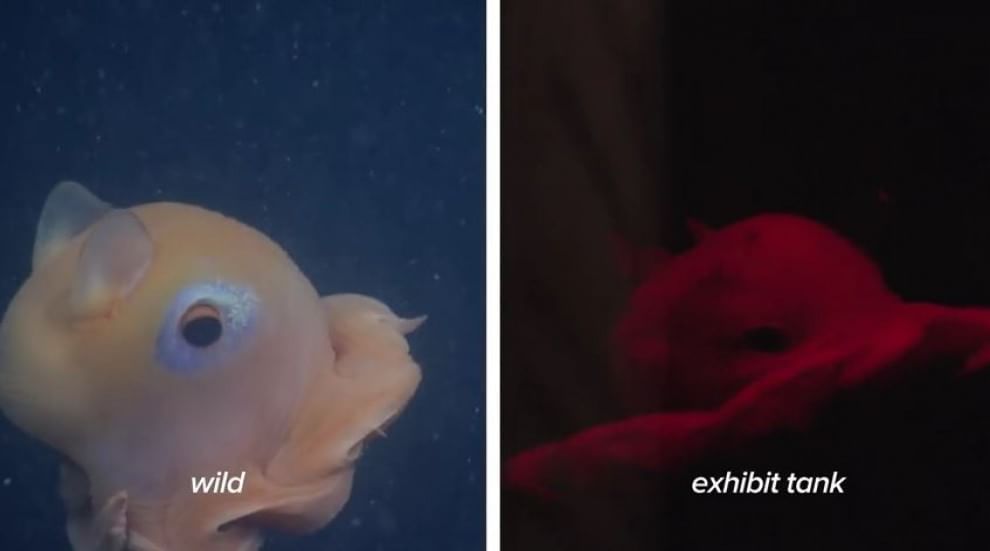 California, scoperto un polpo rosa: il nome è "adorabile"