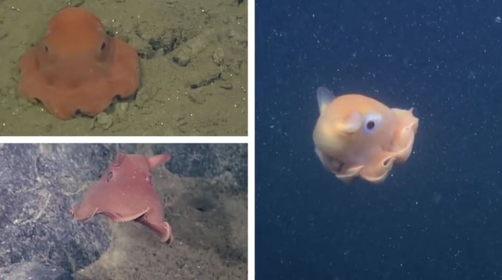 California, scoperto un polpo rosa: il nome è "adorabile"