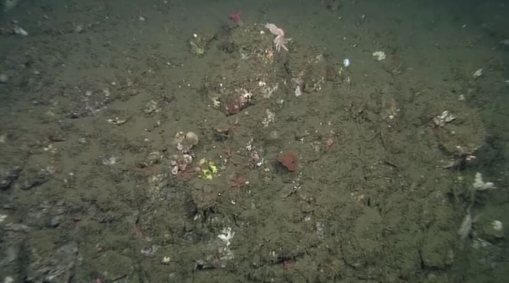 California, scoperto un polpo rosa: il nome è "adorabile"
