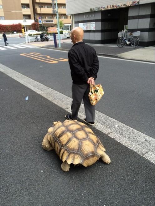 Tokyo: a spasso con la tartaruga gigante