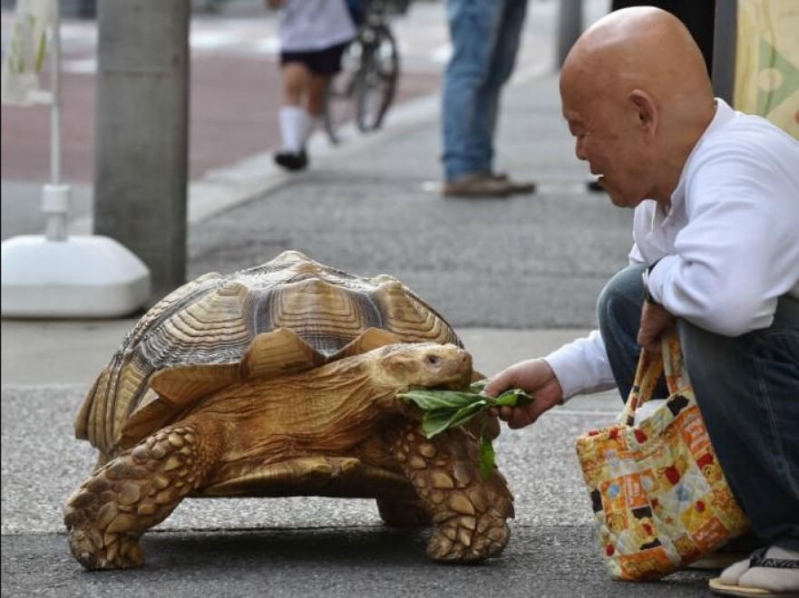 Tokyo: a spasso con la tartaruga gigante