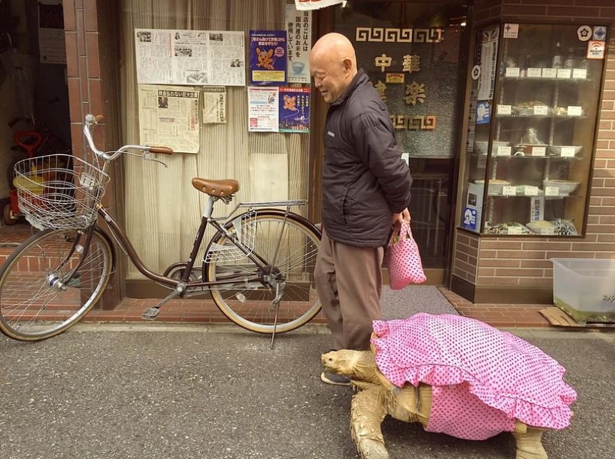 Tokyo: a spasso con la tartaruga gigante