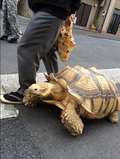 Tokyo: a spasso con la tartaruga gigante