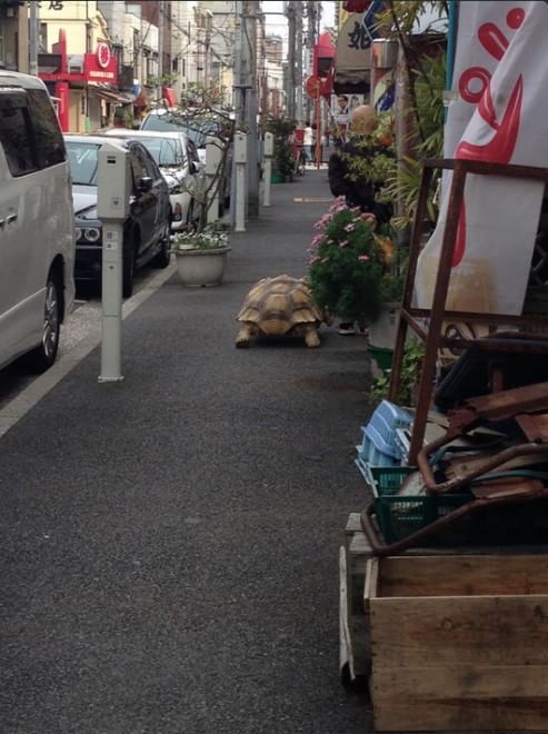 Tokyo: a spasso con la tartaruga gigante
