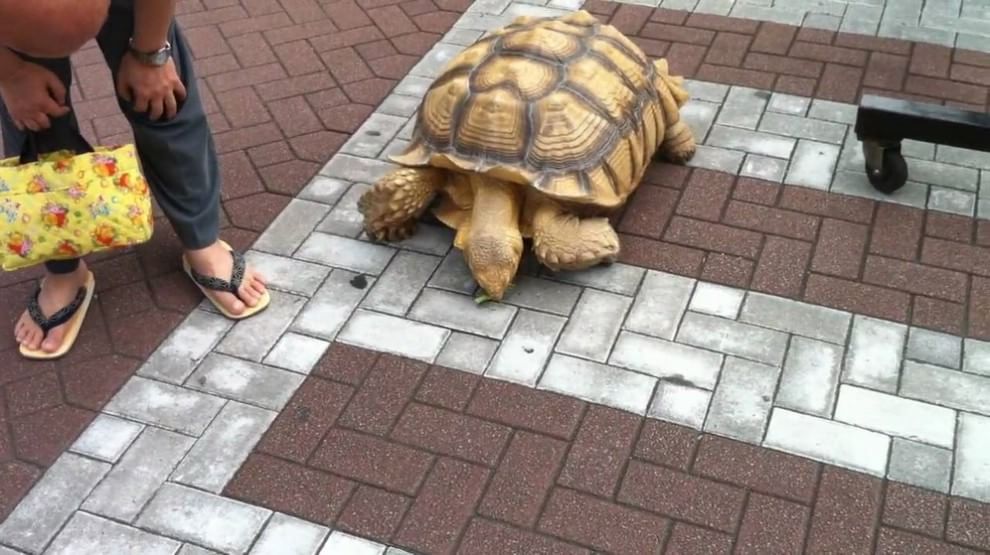 Tokyo: a spasso con la tartaruga gigante