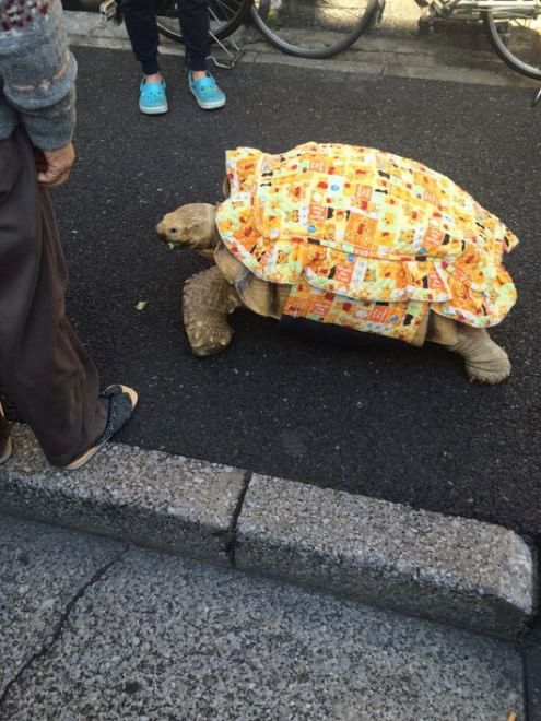 Tokyo: a spasso con la tartaruga gigante