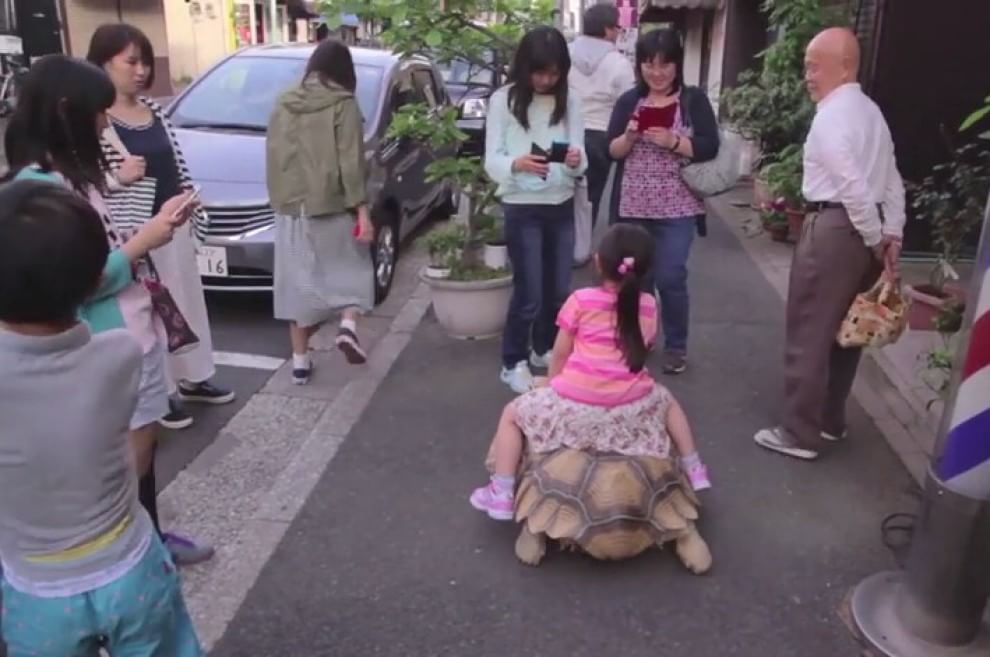 Tokyo: a spasso con la tartaruga gigante