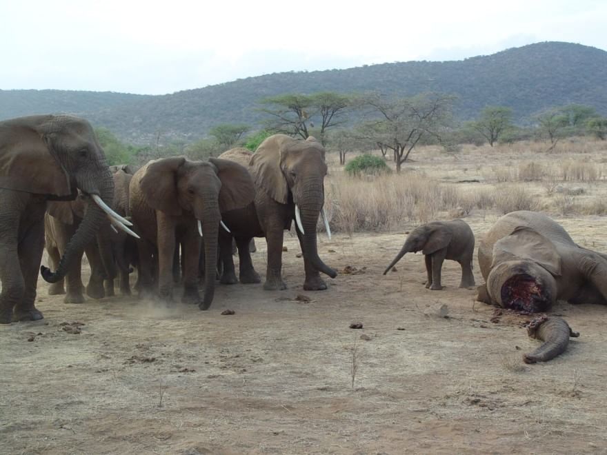 Allarme bracconaggio per gli elefanti africani. Ne rimangono solo 434.000