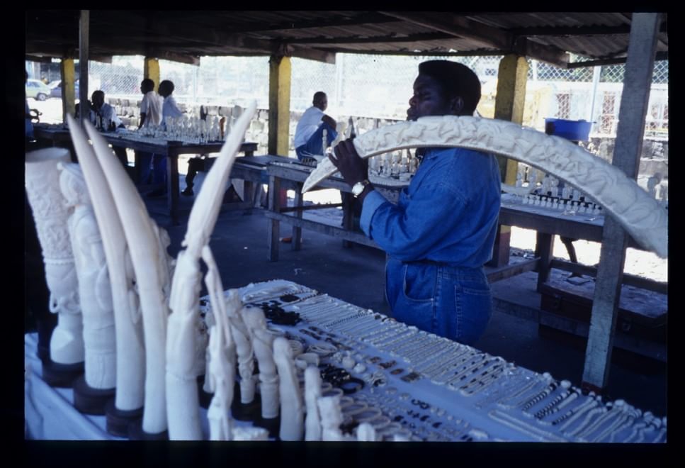 Allarme bracconaggio per gli elefanti africani. Ne rimangono solo 434.000