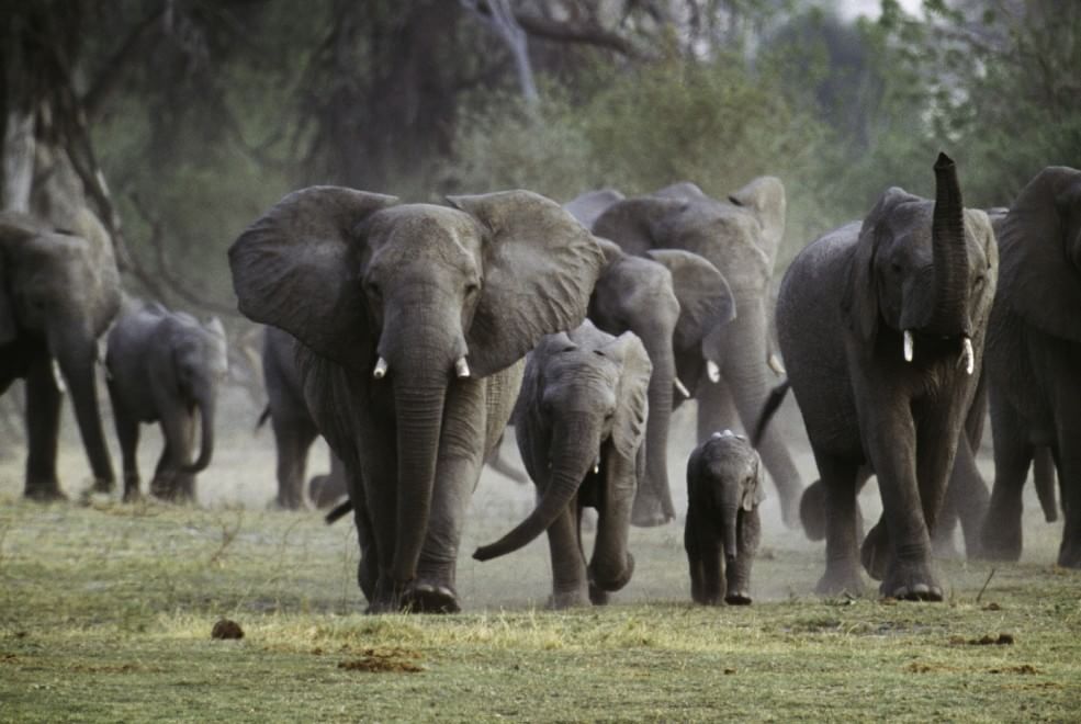 Allarme bracconaggio per gli elefanti africani. Ne rimangono solo 434.000