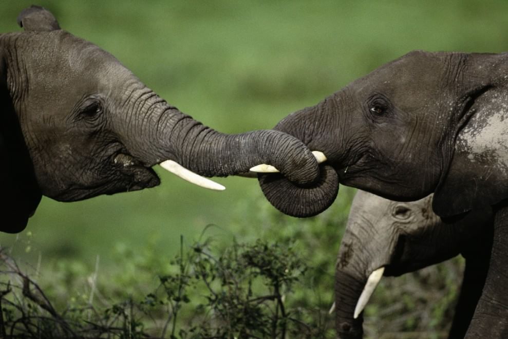 Allarme bracconaggio per gli elefanti africani. Ne rimangono solo 434.000