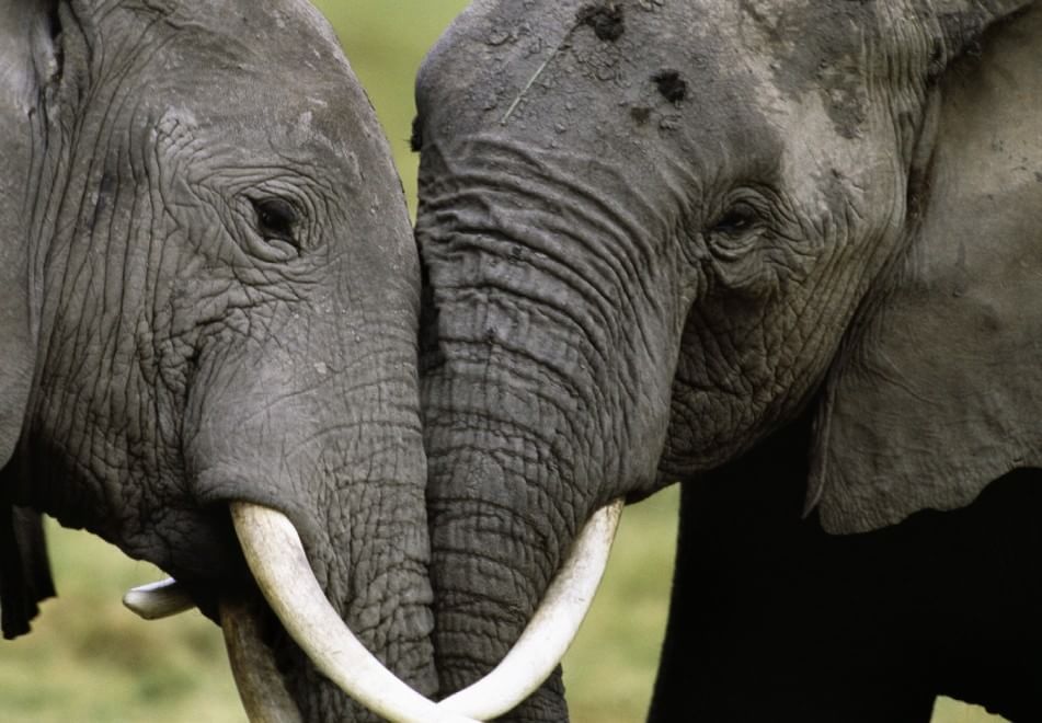 Allarme bracconaggio per gli elefanti africani. Ne rimangono solo 434.000