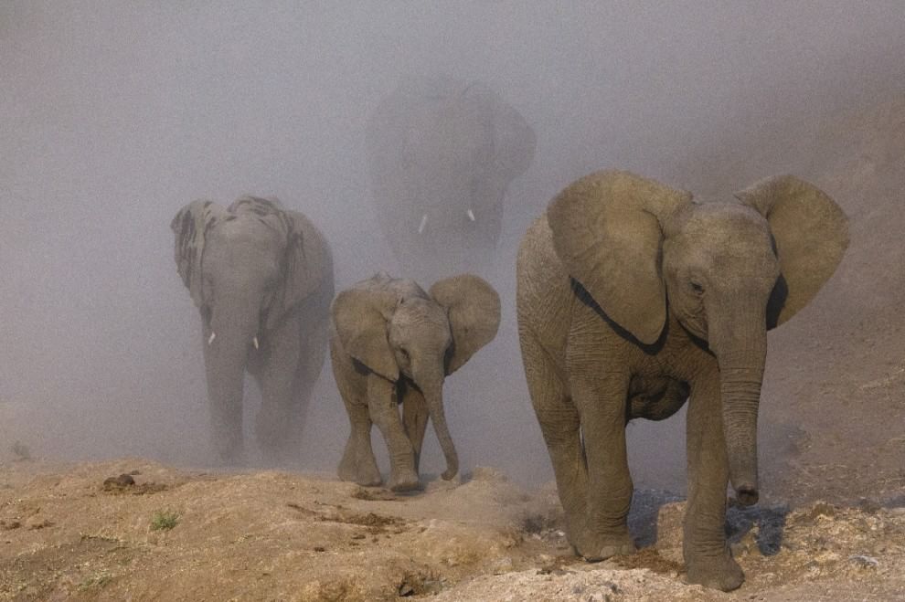 Allarme bracconaggio per gli elefanti africani. Ne rimangono solo 434.000