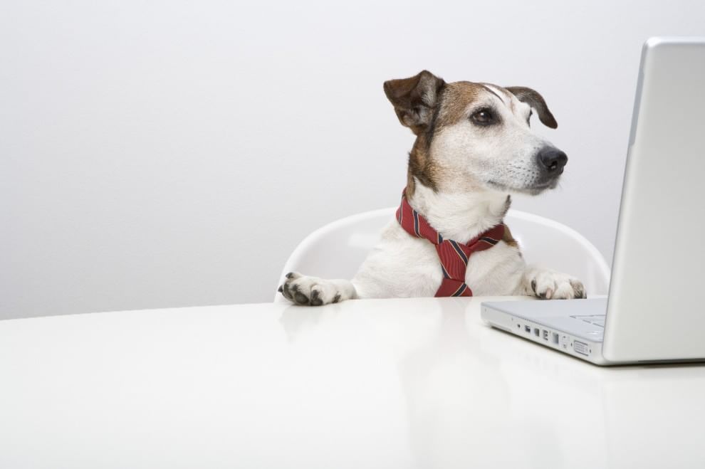 Una giornata da cani in ufficio