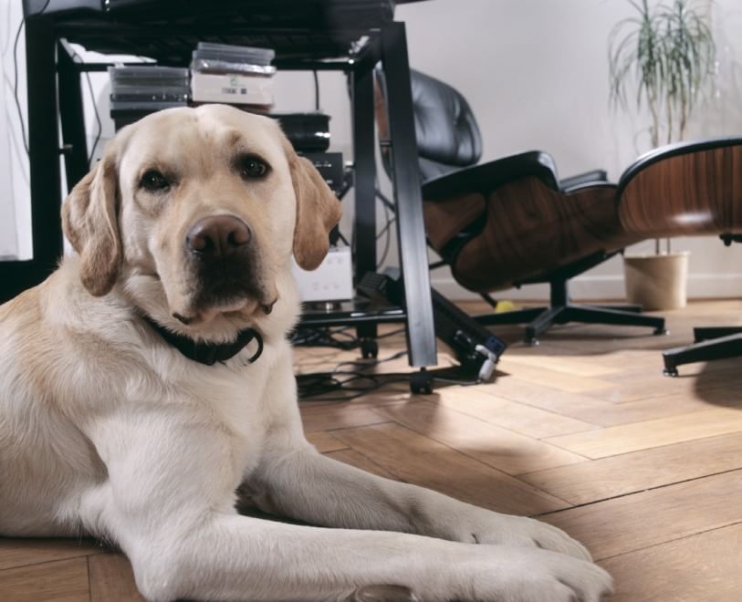 Una giornata da cani in ufficio