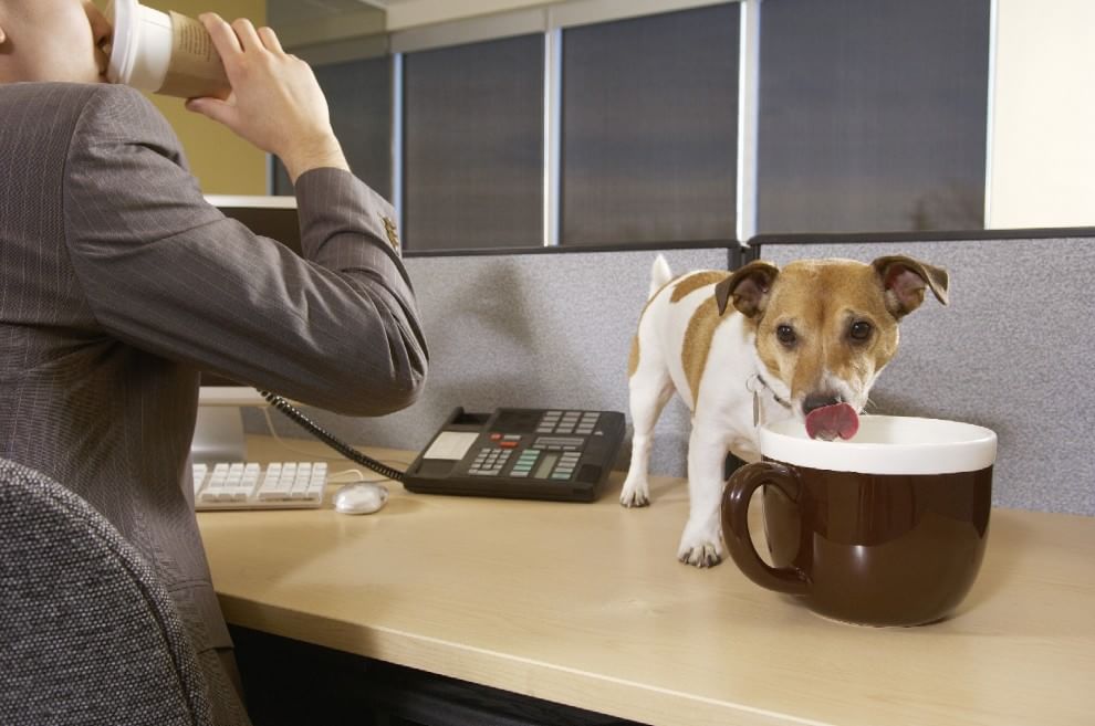 Una giornata da cani in ufficio