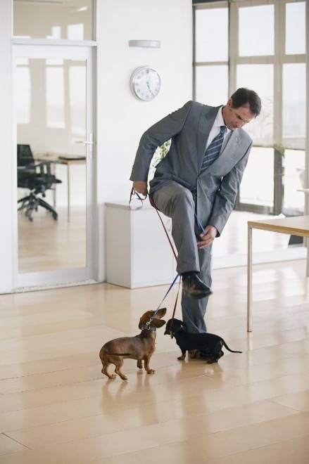 Una giornata da cani in ufficio