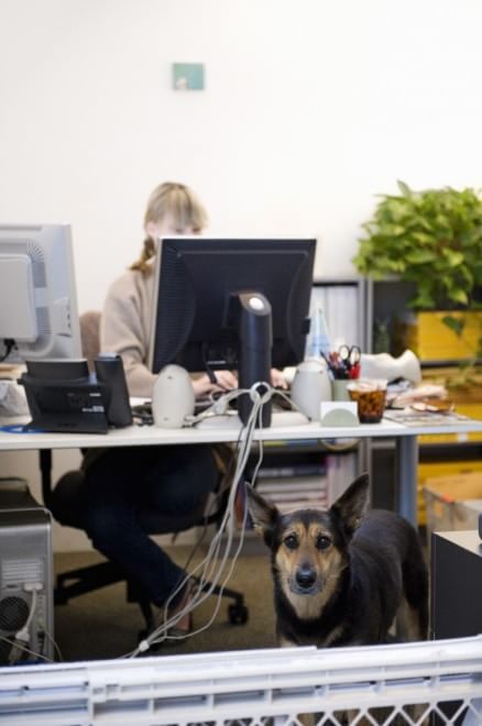 Una giornata da cani in ufficio