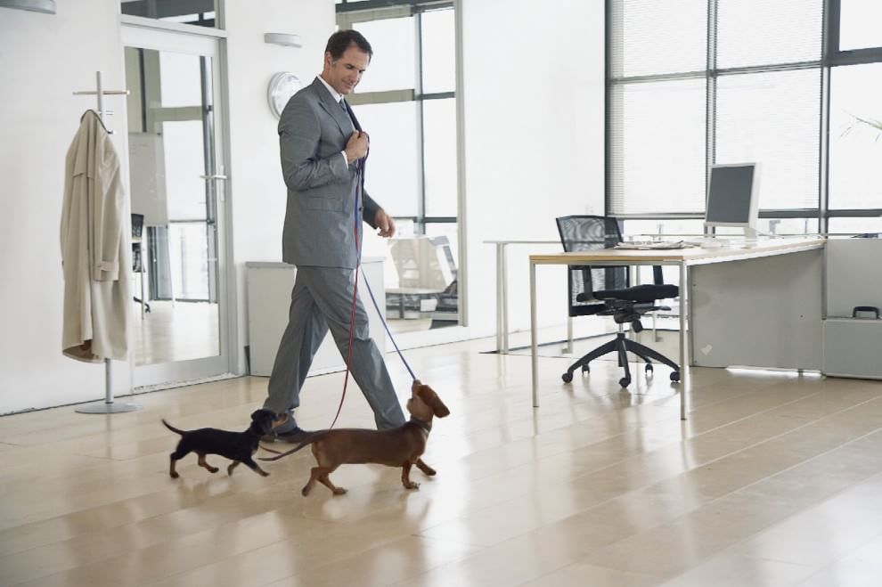 Una giornata da cani in ufficio