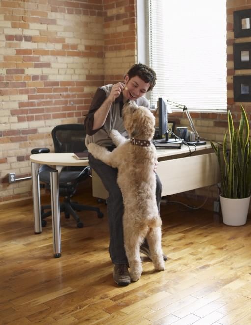 Una giornata da cani in ufficio