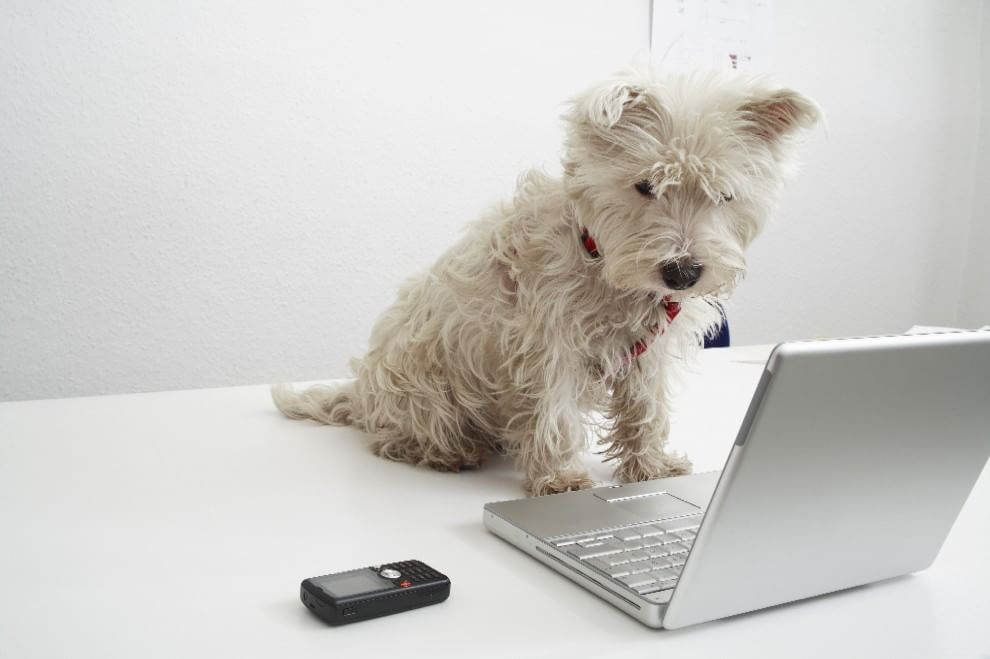 Una giornata da cani in ufficio
