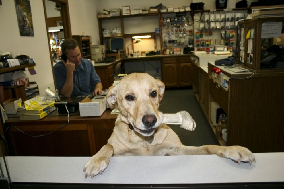 Una giornata da cani in ufficio
