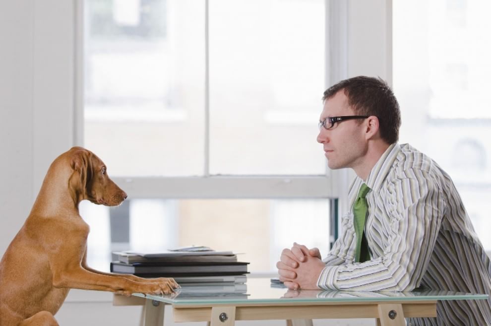 Una giornata da cani in ufficio