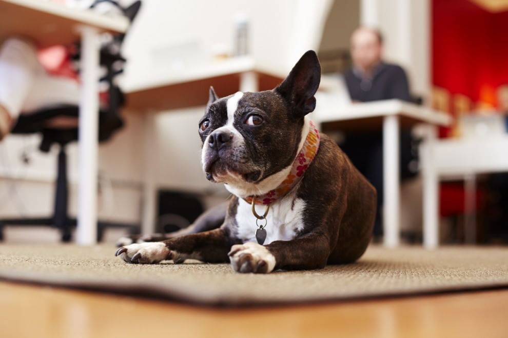 Una giornata da cani in ufficio