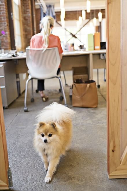 Una giornata da cani in ufficio