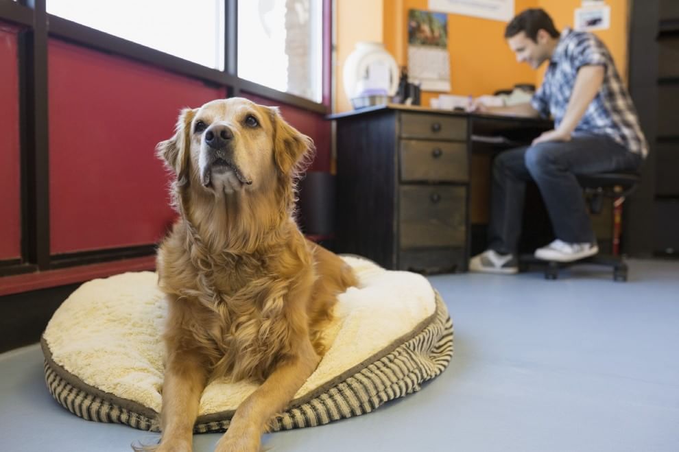 Una giornata da cani in ufficio